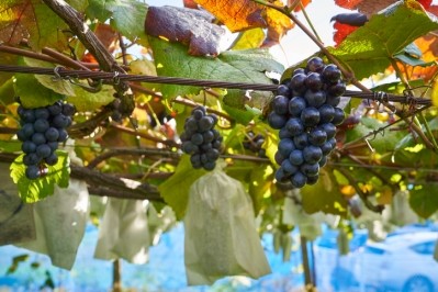 Hokkaido University’s sustainable robots offer respite for wine and pumpkin farmers in Japan  ©Getty Images