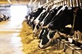 How to build a dairy business in challenging times