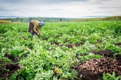 There needs to be an awareness of the risk smallholder farmers fear when changing their approach. GettyImages