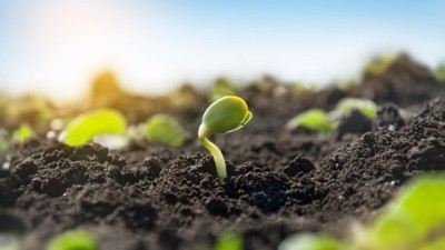 The Japanese government has found no sign of GM soybean and rapeseed crops having any impact on surrounding biodiversity over 15 years of natural growth. ©Getty Images