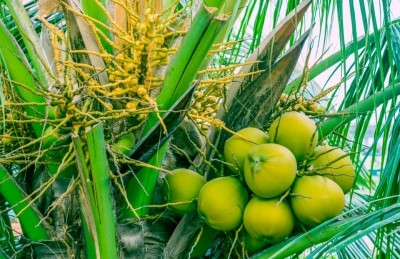 The FDA has repeatedly issued warnings to lambanog brewers over its high methanol content and stressed the importance of proper fermentation and production of coconut liquor to prevent poisoning ©Getty Images