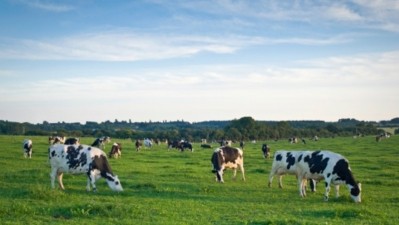 Yili believes that the onus is on dairy companies worldwide to integrate sustainability into processes and product innovation. ©Getty images