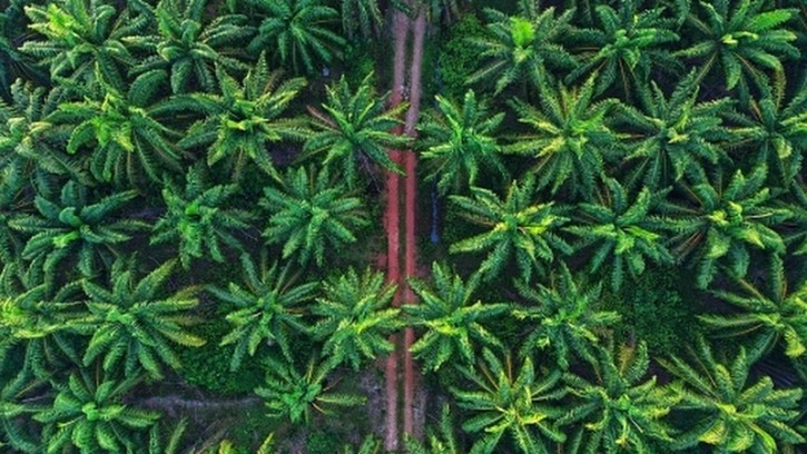 Nestle has voiced support for the continued use of palm oil in the food and beverage sector amid intense debate surrounding the recently-enacted EU Deforestation Regulation. ©Getty Images