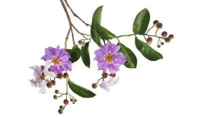 The leaves and flowers of the banaba plant.  ©Getty Images 