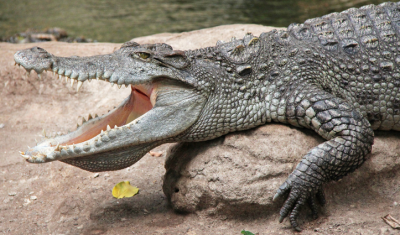 The Siamese crocodile is found in Thailand. ©Getty Images 